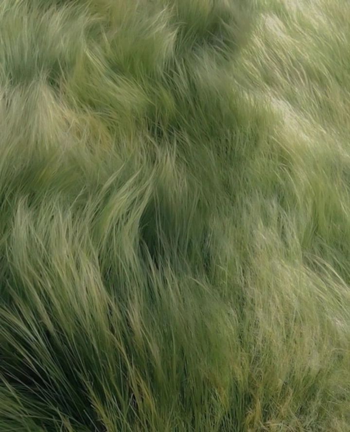 Erba mossa dal vento